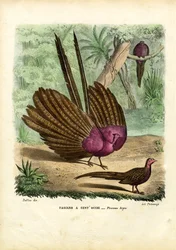 アーガスキジ、1863-79